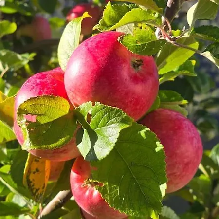 Casa Grend Guest house Kvam (Hordaland)